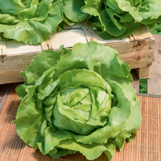 Laitue pommée Sylvesta - Lactuca sativa sylvesta - Willemse