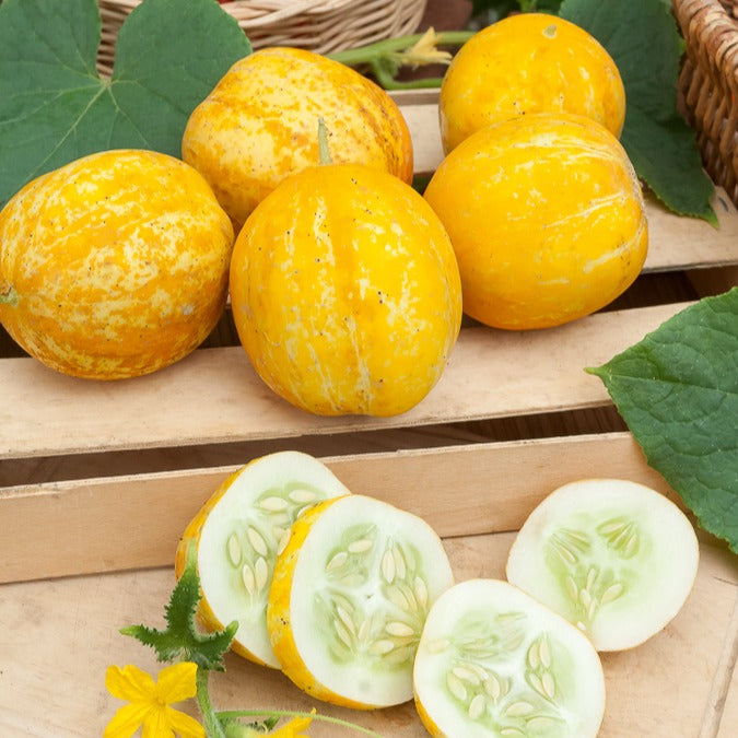Concombre rond Lemon - Cucumis sativus lemon - Willemse