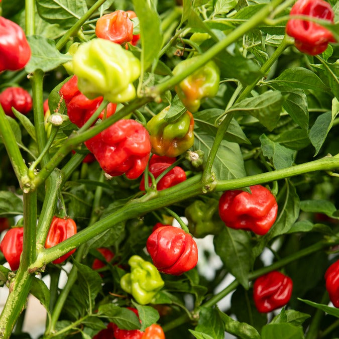 Piment Habanero - Capsicum annuum habanero - Willemse