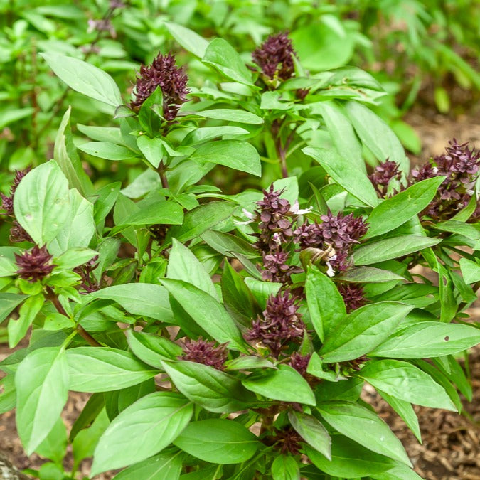 Basilic Thai Siam Queen - Ocimum basilicum siam queen - Willemse