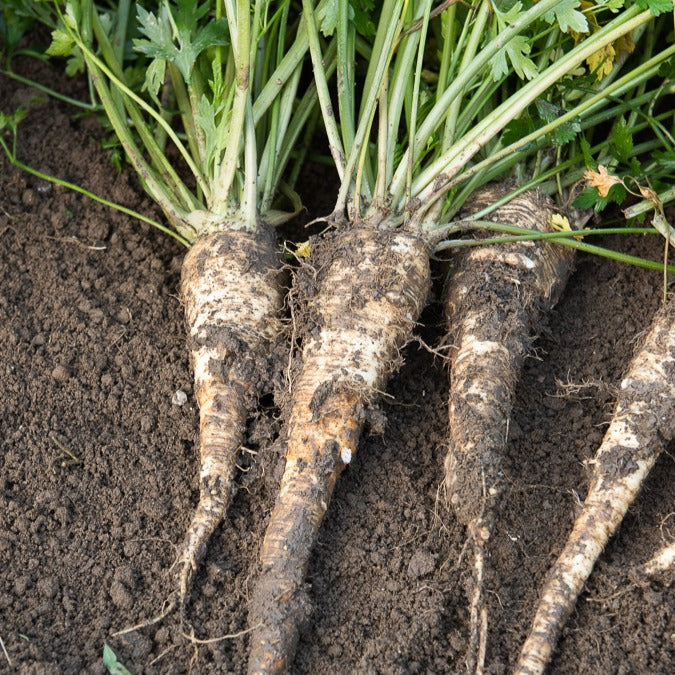 Persil de Hambourg - Petroselinum crispum tuberosum - Willemse