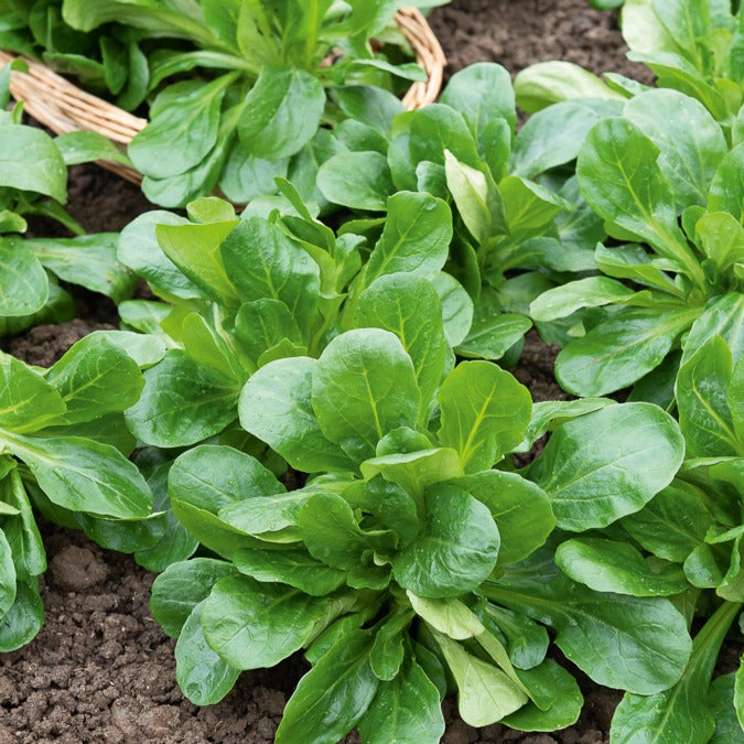 Mâche Favor - Valerianella locusta favor - Willemse
