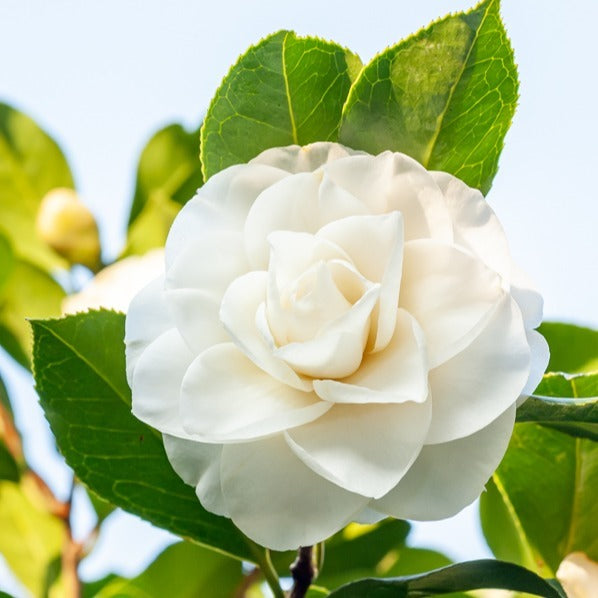 Collection de 3 arbustes pour terrasse et jardin japonais - Camellia japonica, Arundinaria murielae, Acer palmatum Atropurpureum - Willemse