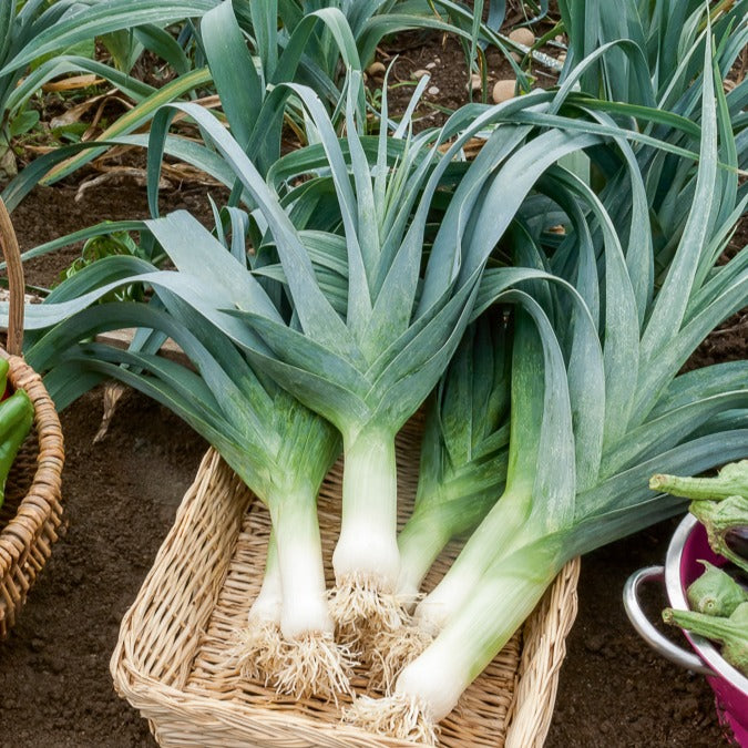 Poireau Electra - Allium porrum electra (obtention clause) - Willemse