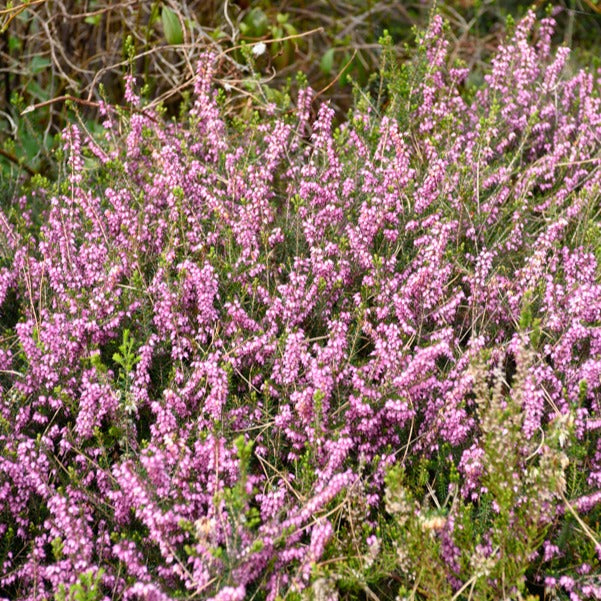Bruyère d'hiver Furzey - Erica darleyensis furzey - Willemse