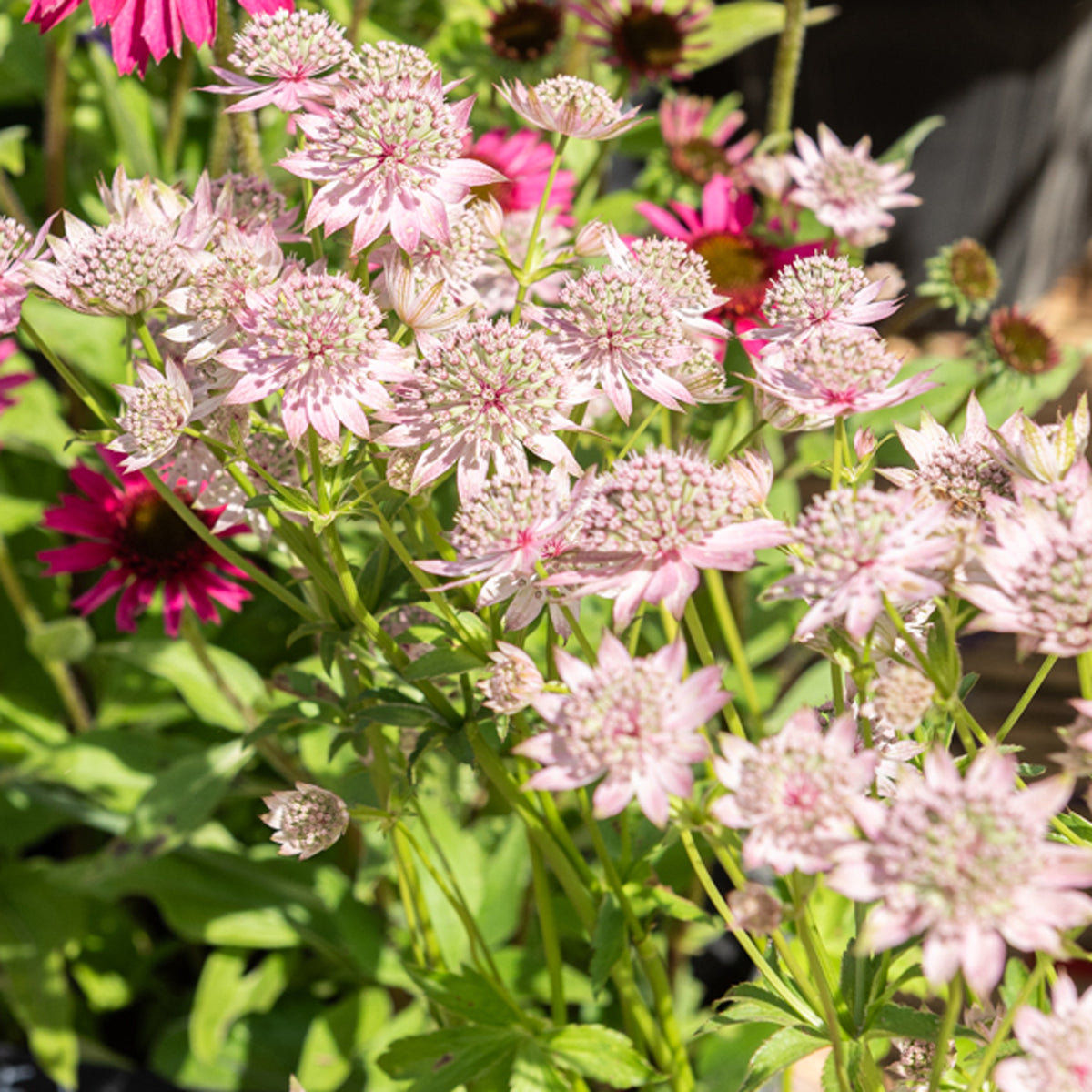 Grande astrance Florence - Astrantia major Florence - Willemse