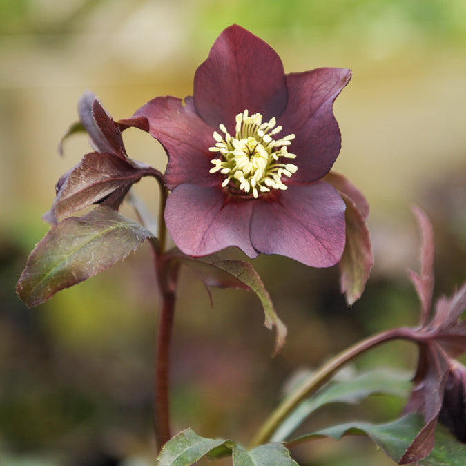 Hellébore d'Orient Black - Helleborus orientalis Black - Willemse