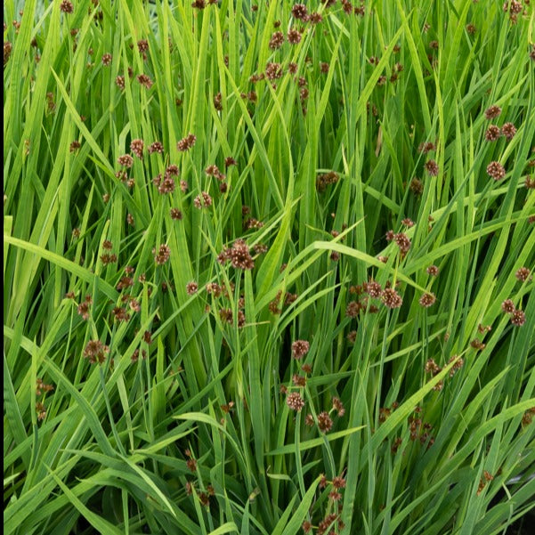 Jonc nain - Juncus ensifolius - Plantes