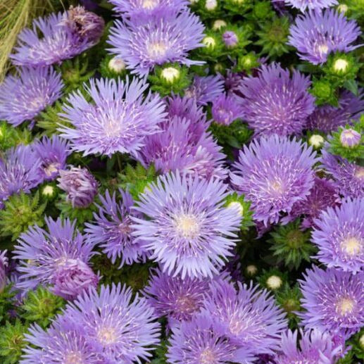 Bleuet d'Amérique Mels Blue - Stokesia laevis Mels blue - Willemse