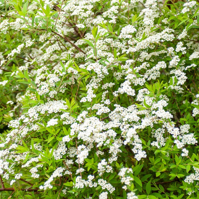 Spirée dentelée - Spiraea arguta - Willemse