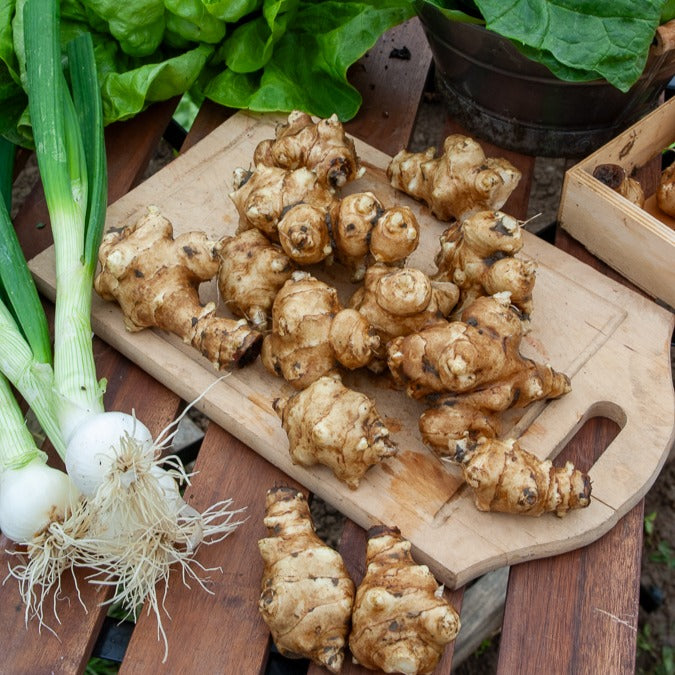 5 Topinambours Violets - Helianthus tuberosus - Willemse