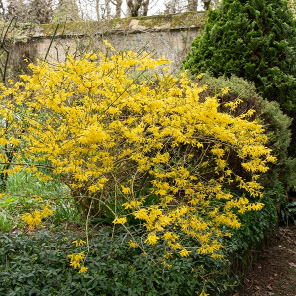 Forsythia Marée d'Or ® - Forsythia marée d'or ® - Arbustes