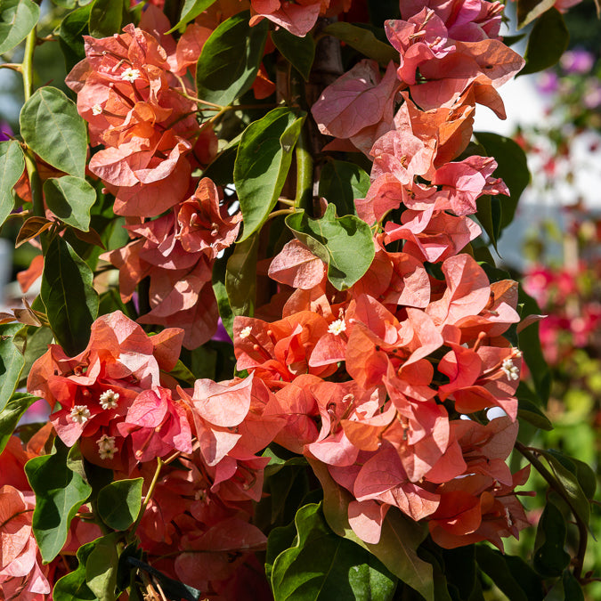 Bougainvillier Orange - Bougainvillea orange - Willemse