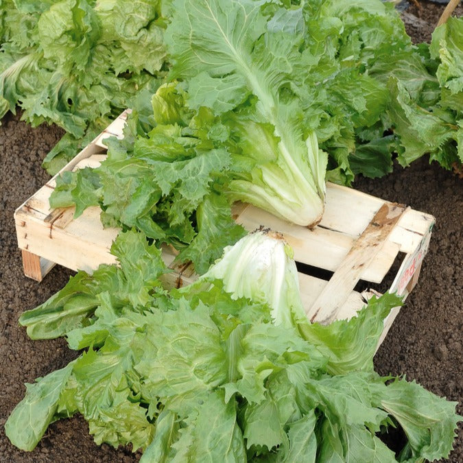 Chicorée scarole en cornet de Bordeaux - Cichorium endivia latifolium cornet de bordeaux - Willemse