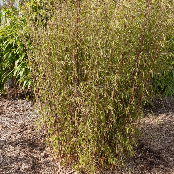 Bambou Jiuzhaigou non-traçant - Fargesia nitida Jiuzhaigou - Willemse