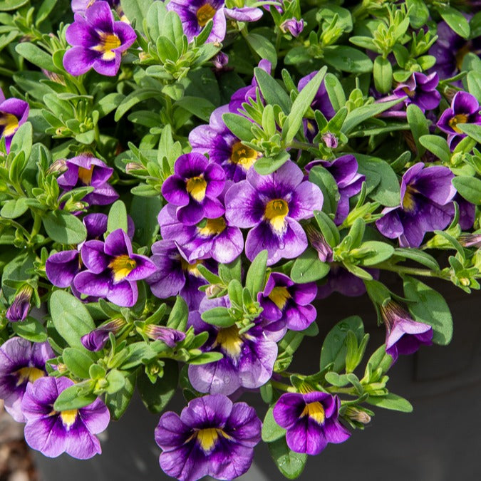 3 Mini-pétunias Bumble Bee - Calibrachoa Cabaret® Bumble Bee - Willemse