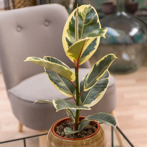 Caoutchouc Tineke décoratif en intérieur