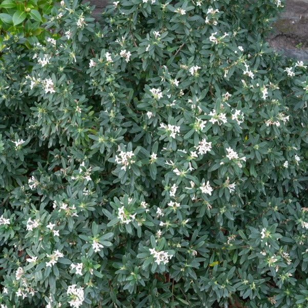 Daphne transatlantica Eternal Fragrance Blafra - Daphne x transatlantica Eternal Fragrance Blafra - Willemse