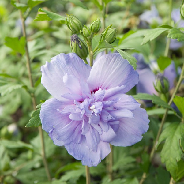 Hibiscus Blue Chiffon - Hibiscus Syriacus Blue Chiffon - Plantes