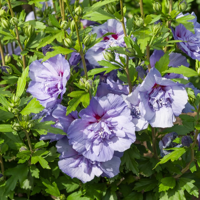 Hibiscus Blue Chiffon - Hibiscus Syriacus Blue Chiffon - Arbustes