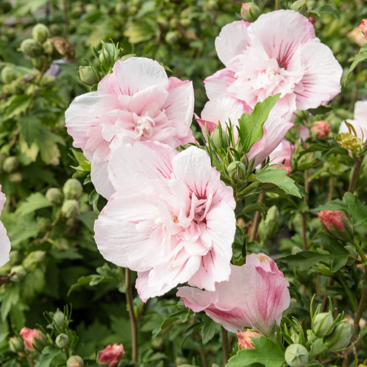 Hibiscus Pink Chiffon - Hibiscus Syriacus Pink Chiffon - Hibiscus