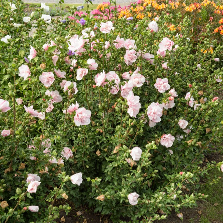 Hibiscus Pink Chiffon - Hibiscus Syriacus Pink Chiffon - Plantes