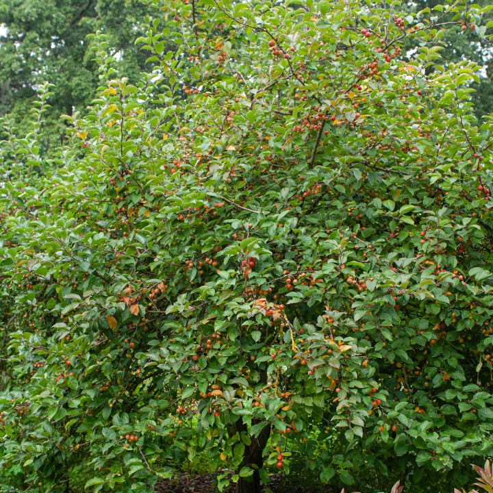 Malus Evereste Perpetu