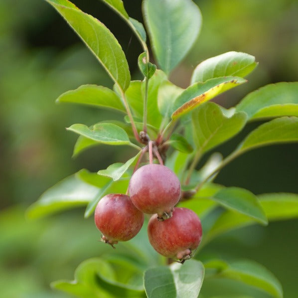 Pommier d'ornement Evereste Perpetu - Malus Evereste Perpetu - Arbres à fleurs