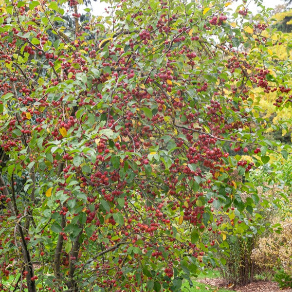 Pommier d'ornement Evereste Perpetu - Malus Evereste Perpetu - Plantes