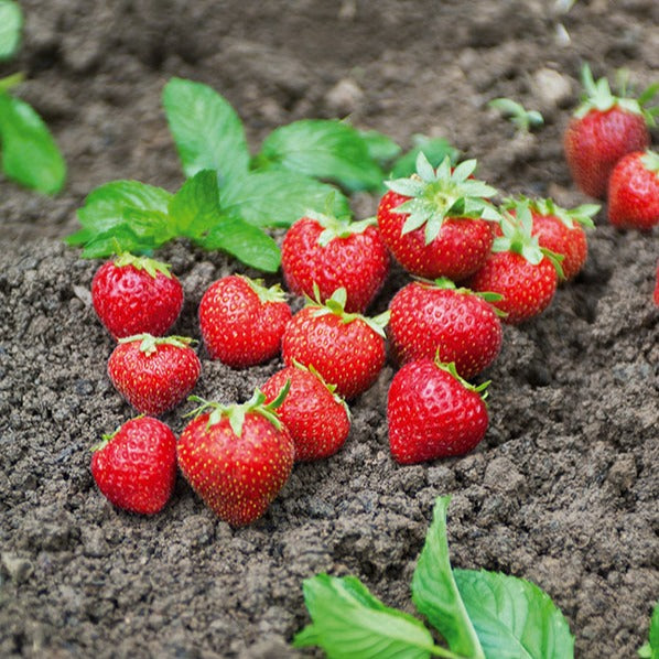 Fraisier remontant Charlotte - Fragaria x ananassa Charlotte - Willemse
