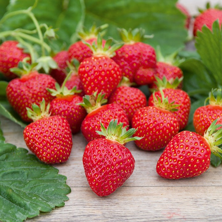 Fraisier Rubis des jardins - Fragaria x ananassa 'Rubis Des Jardins' - Willemse