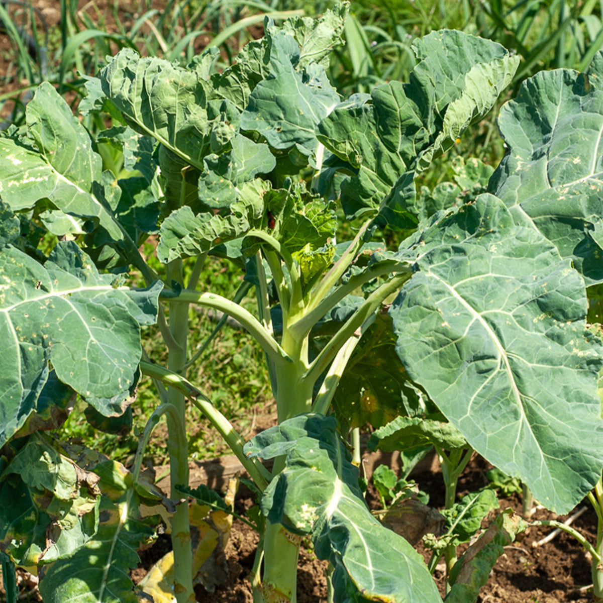 Chou fourrager cavalier vert Protéor - Chou fourrager cavalier vert protéor (40 g) - Willemse