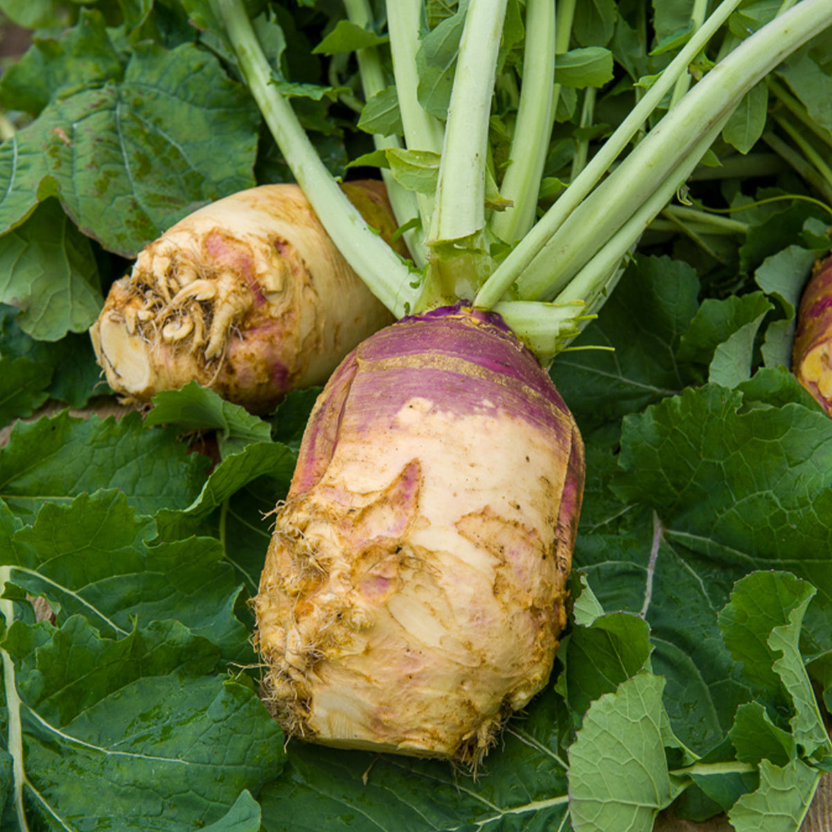 Chou rutabaga Champion jaune à collet rouge - Brassica napus champion - Willemse