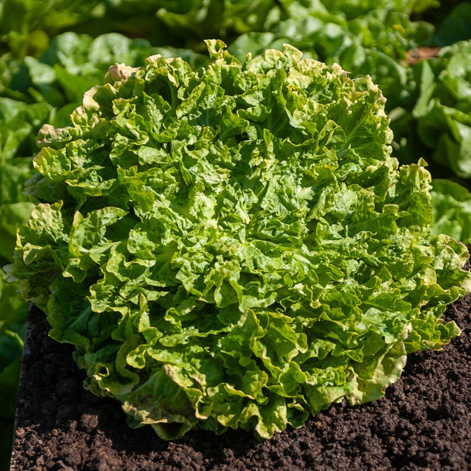 Chicorée scarole Blonde à coeur plein - Cichorium endivia latifolium Blonde à coeur plein - Willemse
