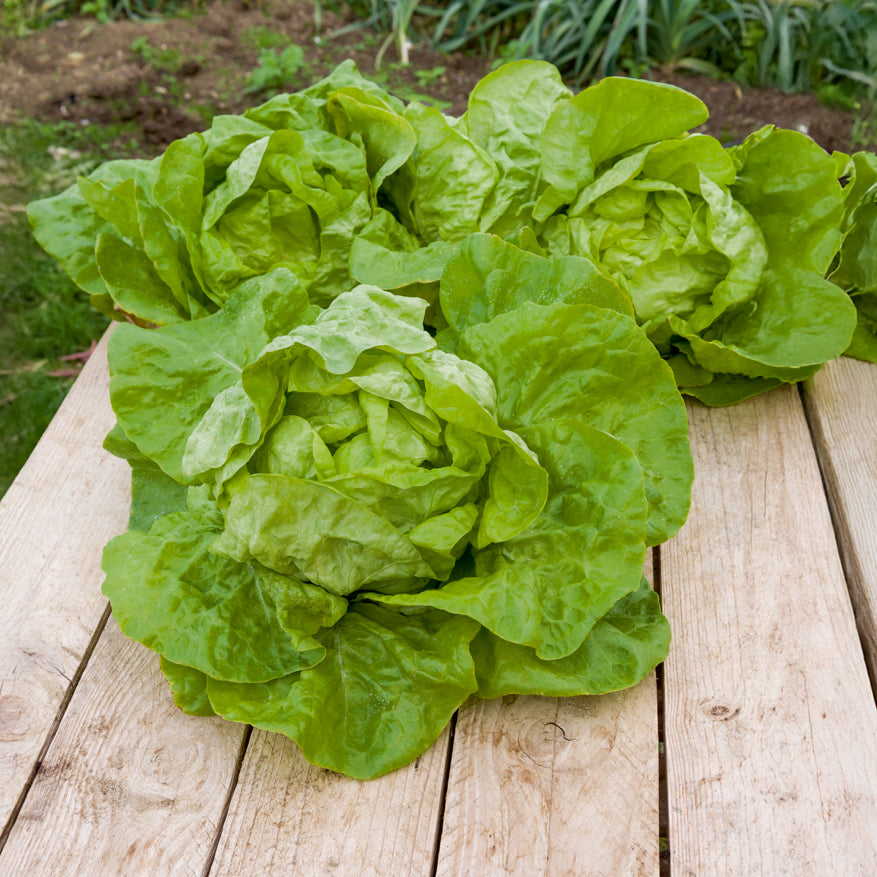Laitue pommée Grosse blonde paresseuse - Lactuca sativa grosse blonde paresseuse - Willemse