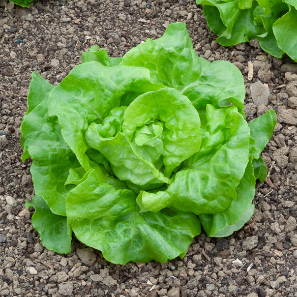 Laitue pommée Rigoletto - Lactuca sativa rigoletto - Willemse