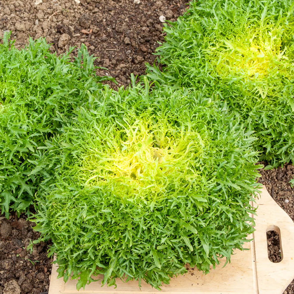 Chicorée frisée Fine de Louviers - Cichorum endivia crispum fine de louviers - Willemse