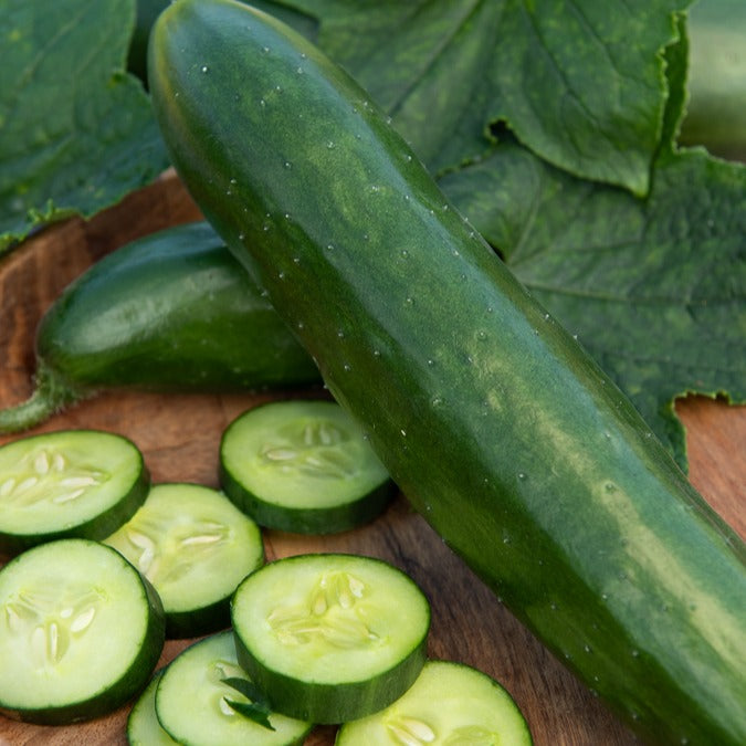 Concombre Le Généreux - Cucumis sativus le généreux - Willemse