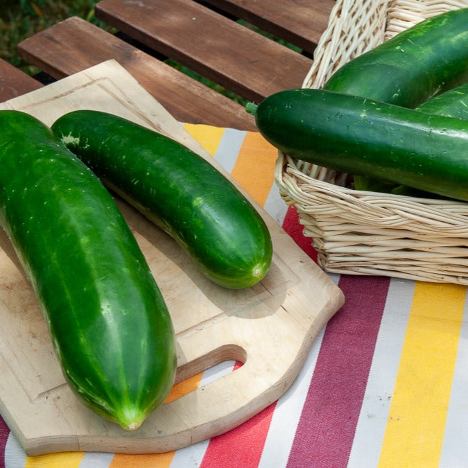 Concombre Vert long maraîcher - Cucumis sativus vert long maraîcher - Willemse