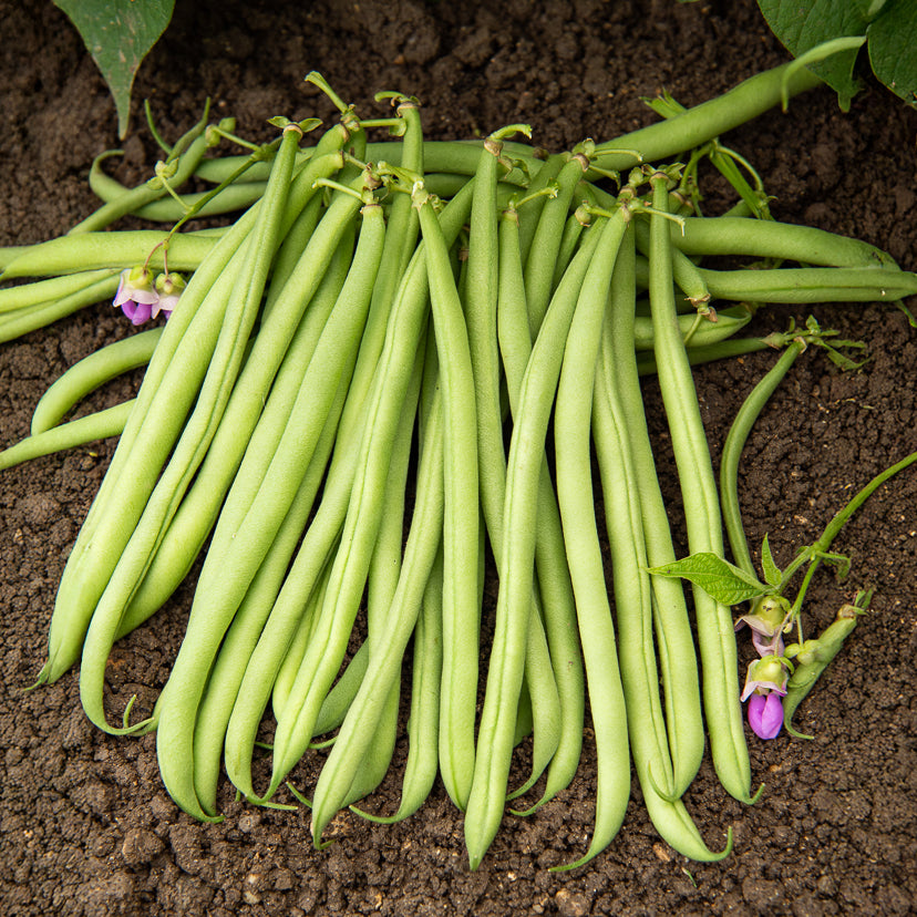 Haricot nain fin Delinel - Phaseolus vulgaris Delinel - Willemse