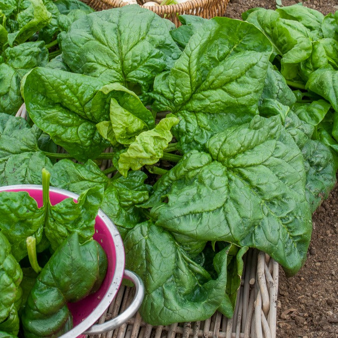 Epinard Géant d'Hiver - Spinacia oleracea géant d'hiver - Willemse