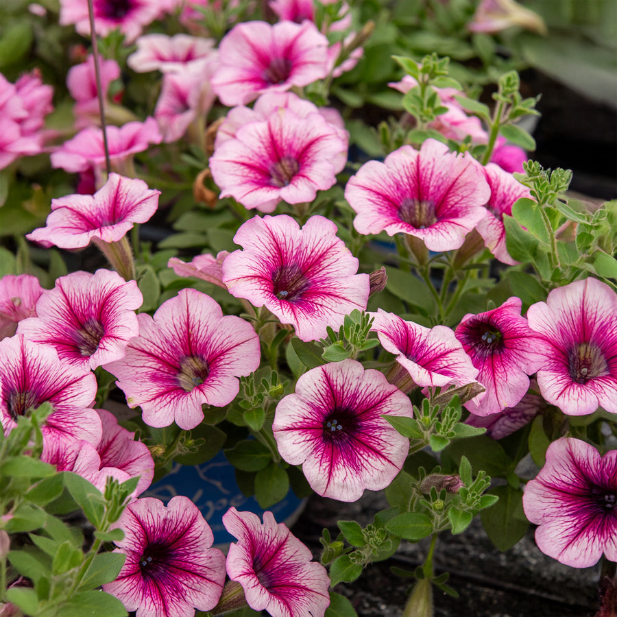 3 Pétunias retombants roses - Petunia - Willemse
