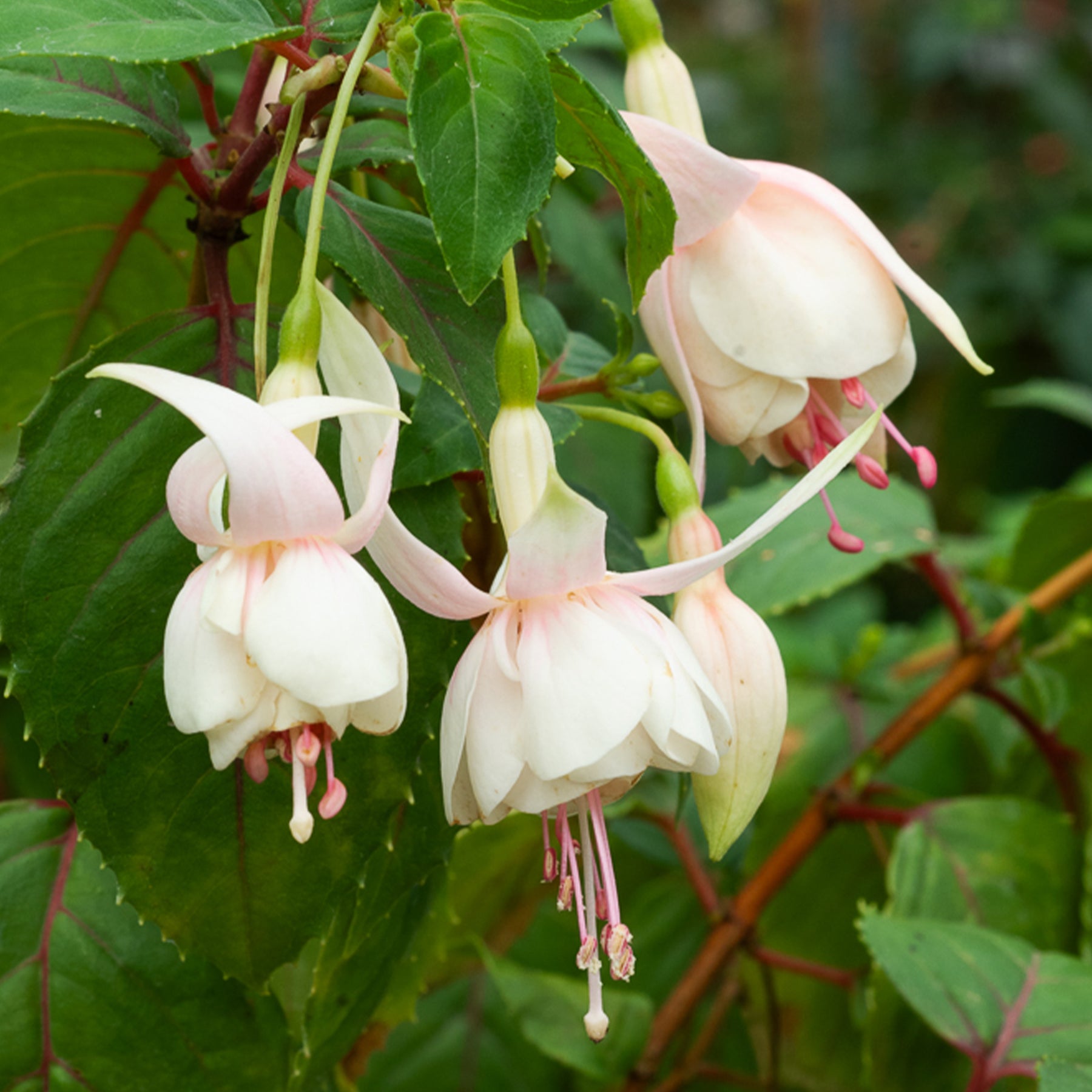 3 Fuchsias résistants au gel Annabel - Fuchsia annabel - Fuchsia