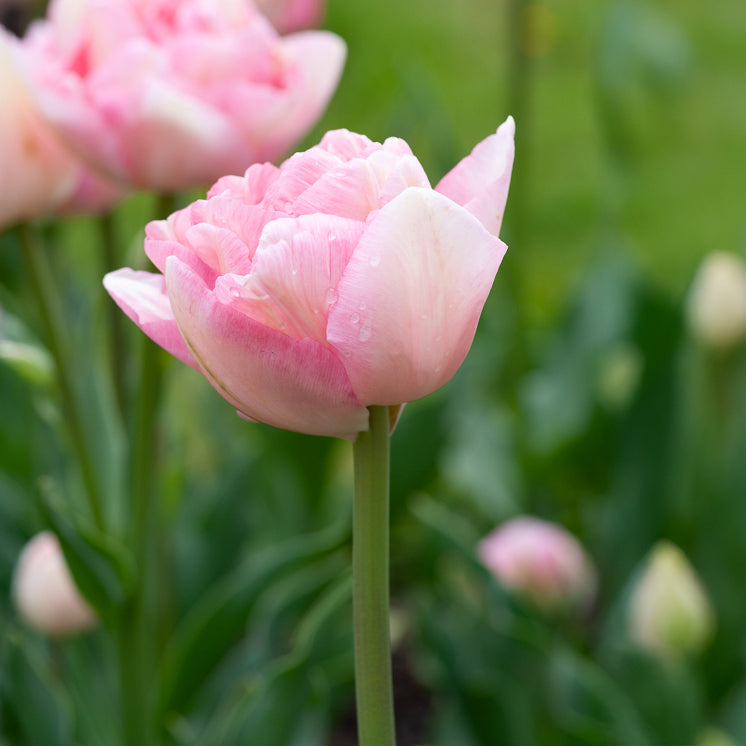 10 Tulipes à fleur de pivoine Angélique - Tulipa angélique - Willemse