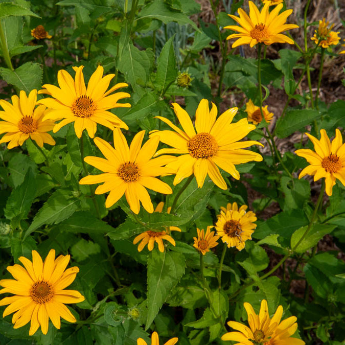 5 Héliopsides - Heliopsis scabra - Willemse
