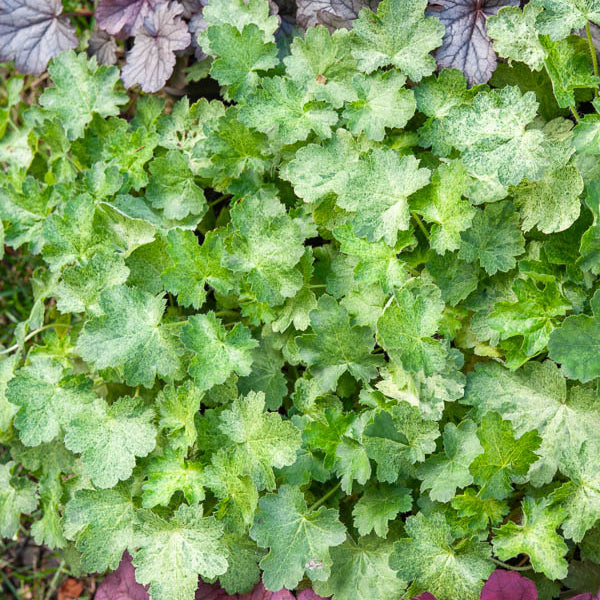 3 Heuchères hybride Hercules ® - Heuchera hercules - Willemse