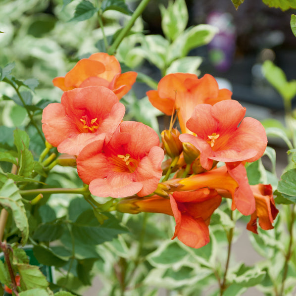 Bignone Madame Galen - Campsis radicans x tagliabuana Madame Galen - Willemse