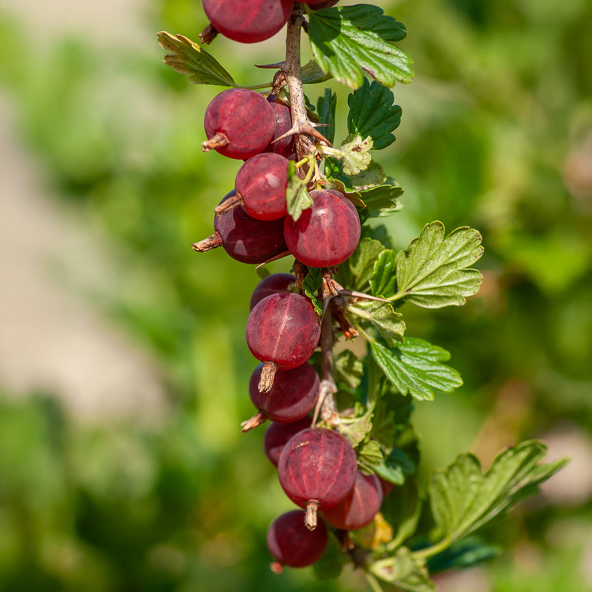 2 Groseilliers à maquereau Winham's industry - Ribes uva-crispa winham's industry - Willemse