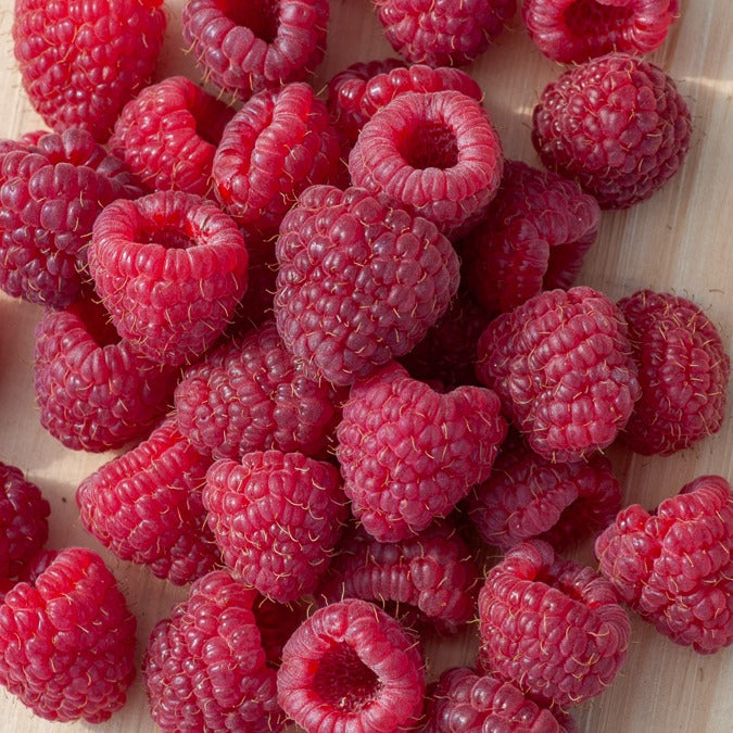 Framboisier remontant Heritage - Rubus idaeus Heritage - Willemse