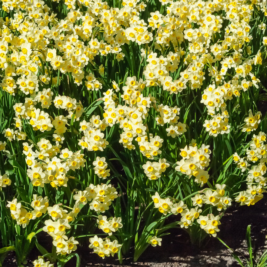 10 Mini-narcisses Minnow - Narcissus tazetta Minnow - Willemse